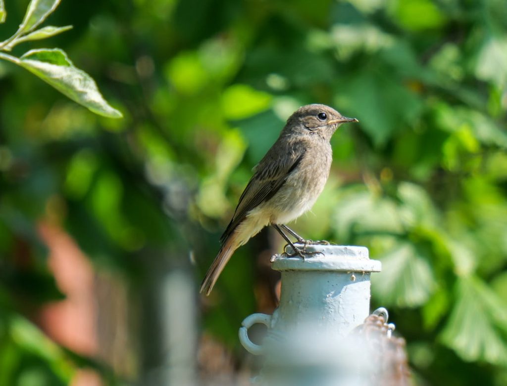 Wren To Visit Your Yard